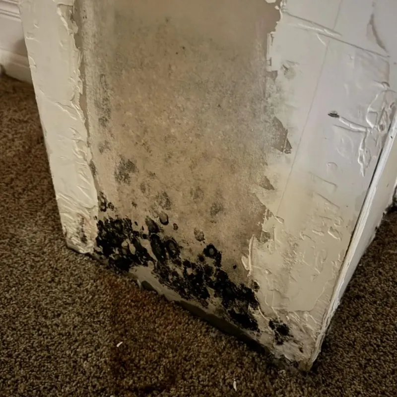 Professional Mold Removal in Texarkana, AR